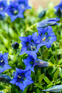 花园里的喇叭龙胆蓝春花