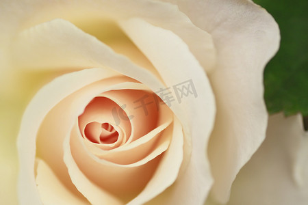 玫瑰花边背景摄影照片_花园里美丽的玫瑰