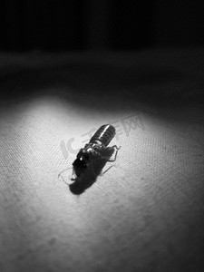 黑白蟑螂摄影照片_聚光灯照射 bug 的特写