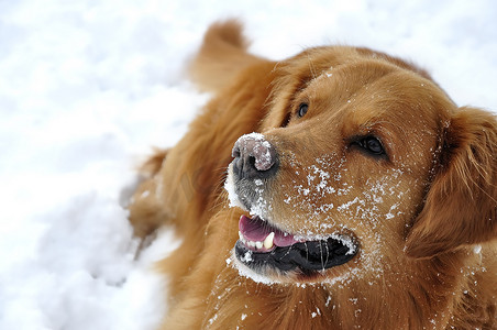 雪地里的金毛猎犬。