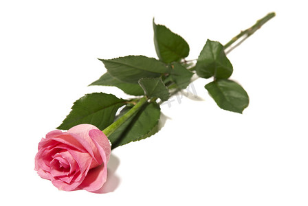 粉色玫瑰花瓣摄影照片_玫瑰