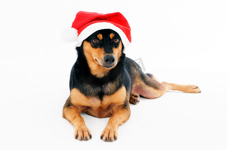可爱的狗戴着圣诞老人的帽子