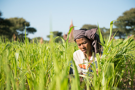 传统缅甸农民在田间劳作