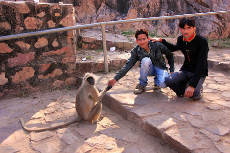 印度兰滕博尔堡当地年轻男子正在喂养灰叶猴