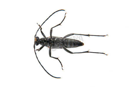 白色背景下天牛科的黑甲虫