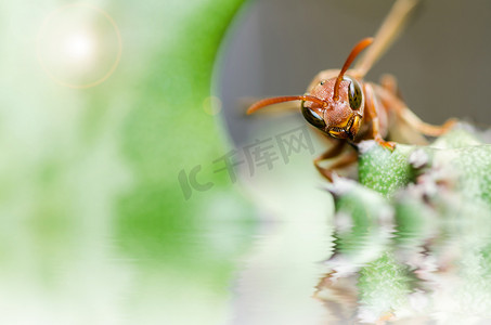 绿色自然或花园中的黄蜂和仙人掌宏