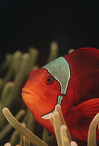 四王岛印度尼西亚太平洋刺颊海葵鱼 (Premnas biaculeatus) 特写
