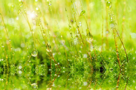 绿色自然中的新鲜苔藓