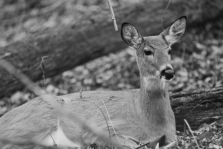 一只美丽的鹿的黑白图片