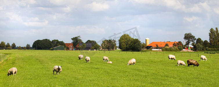羊和草摄影照片_荷兰风景中的羊和农场