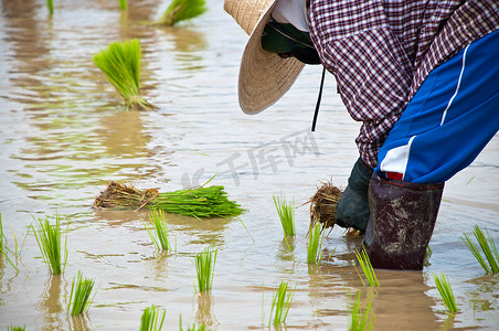 农民们在稻田里忙着插秧