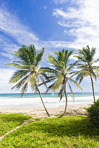 绿点，巴巴多斯东海岸，加勒比海