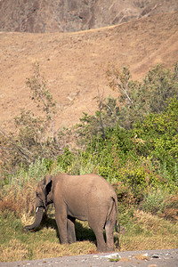 埃托沙摄影照片_骷髅海岸沙漠中的大象
