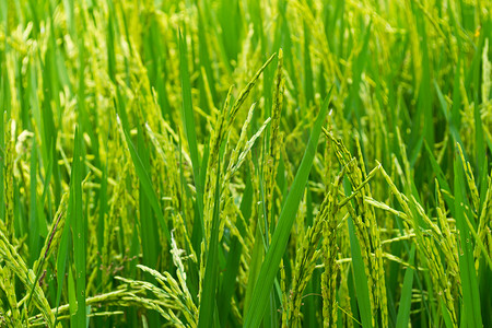 一片绿色的稻田