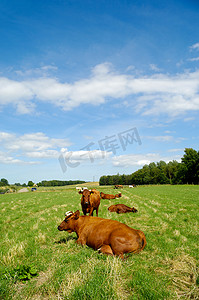 绿色草地上的奶牛