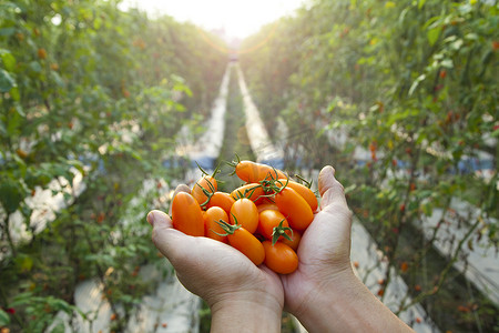 拿着新鲜番茄的农民的手