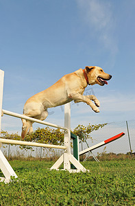 拉布拉多猎犬的敏捷性