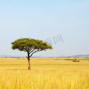 非洲的金合欢树