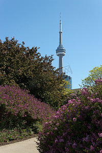 从音乐花园看到的加拿大国家电视塔。