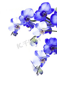 蝴蝶兰摄影照片_美丽的紫兰花，蝴蝶兰