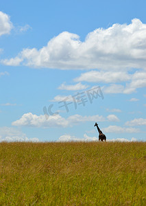 草原赛马摄影照片_塞伦盖蒂草原上的长颈鹿