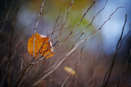 菩提树摄影照片_菩提树干枯的叶子