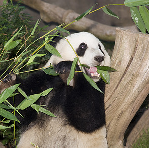 竹杆摄影照片_熊猫吃午餐