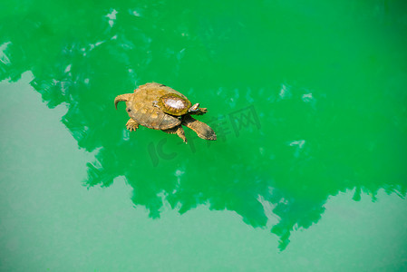 大池塘摄影照片_一只小海龟骑在妈妈的背上，在绿色的海水中