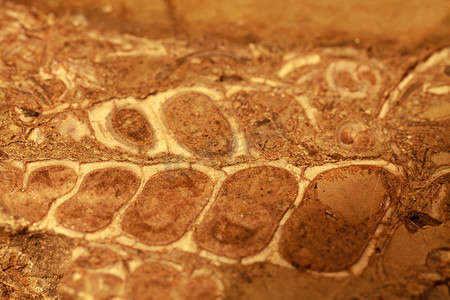 化石石头背景纹理