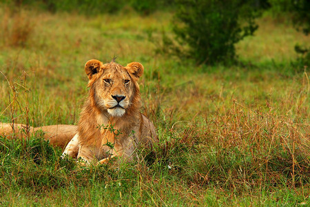 赛马获奖摄影照片_年轻的野生非洲狮