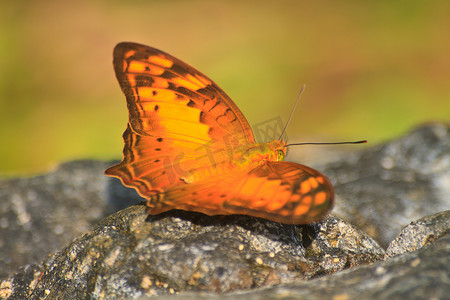 斑点花摄影照片_石头上美丽的蝴蝶
