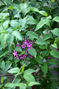 春天户外美丽的紫色丁香花