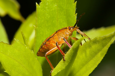 盾蝽，也称为臭虫。