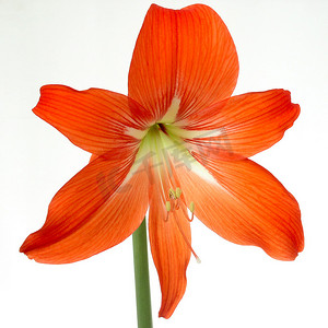 橙色莲座花百合室朱顶红，白色背景