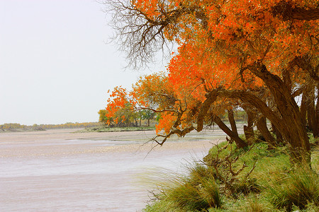 河边的各种杨树