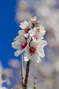 杏树摄影照片_杏树开花