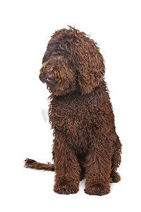 棕色拉布拉多犬