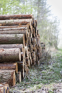 森林里的木头堆