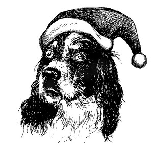 戴着圣诞圣诞老人帽子的英国塞特狗