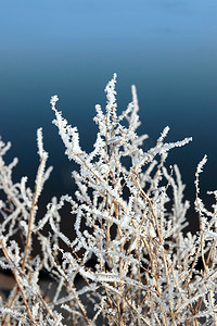树枝状水系摄影照片_蓝色的雪中冰冷的树枝和树枝