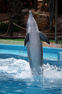 海豚的舞蹈