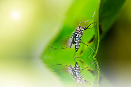 昆虫的眼睛摄影照片_自然界中的蚊子