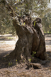 西班牙哈恩百年橄榄树树干细节