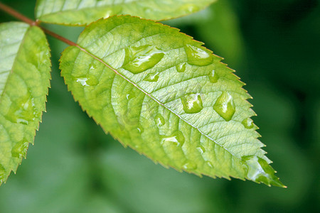 雨落在一片叶子上