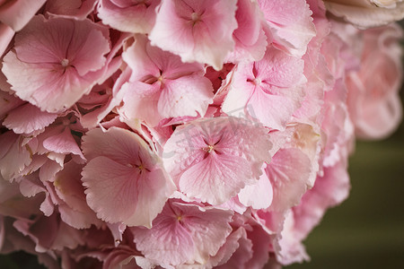 粉红色的布摄影照片_粉红色的花绣球花