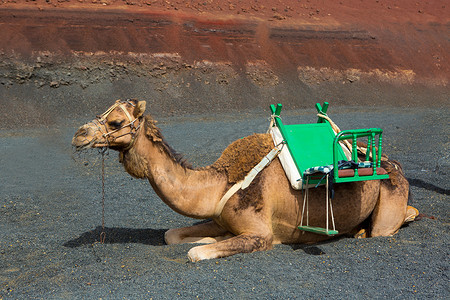 蒂曼法亚火山兰萨罗特岛的骆驼