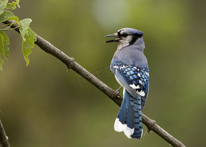 冠蓝鸦摄影照片_冠蓝鸦 (Cyanocitta cristata)