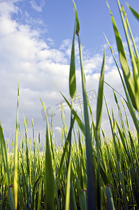 大麦天空摄影照片_农业领域的早期玉米大麦。