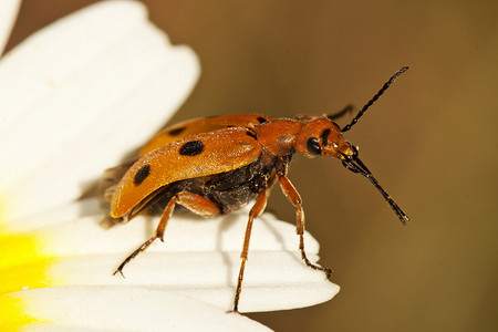 甲虫 (Leptopalpus rostratus)