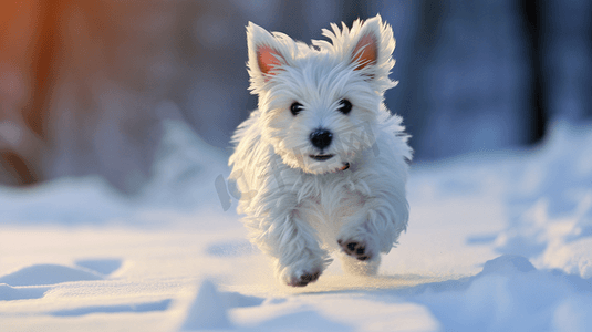 一只白色的小狗在雪中奔跑